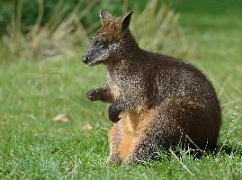 Fotó: Swamp wallaby