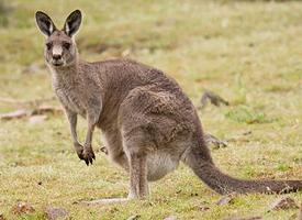 Fotó: Eastern grey kangaroo