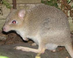 Fotó: Eastern bettong