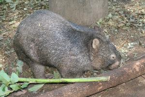 Fotó: Common wombat