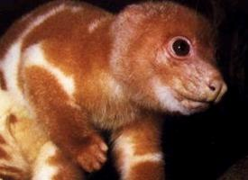 Fotó: Common spotted cuscus