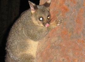 Fotó: Common brushtail possum