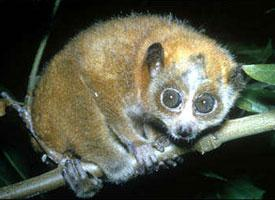 Fotó: Sunda slow loris