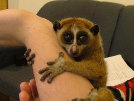 Fotó: Javan slow loris