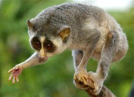 Fotó: Red slender loris