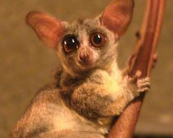 Fotó: Senegal bushbaby