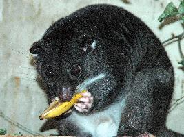 Fotó: Ground cuscus