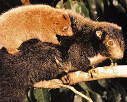 Fotó: Herbert river ringtail possum