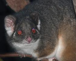 Fotó: Common ringtail possum