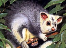 Fotó: Southern greater glider