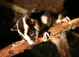 Fotó: Striped possum