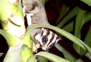 Fotó: Sugar glider