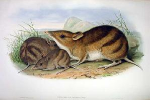 Fotó: Eastern barred bandicoot