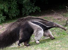 Fotó: Giant anteater