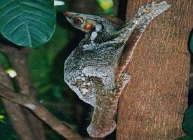 Fotó: Sunda flying lemur