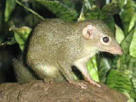 Fotó: Common treeshrew