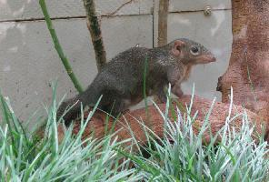 Fotó: Northern treeshrew