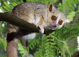 Fotó: Eastern woolly lemur