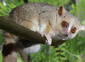 Fotó: Gray mouse lemur