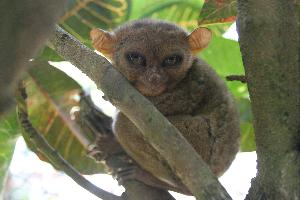 Fotó: Tarsiers