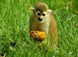 Fotó: Guianan squirrel monkey