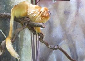 Fotó: Golden lion tamarin