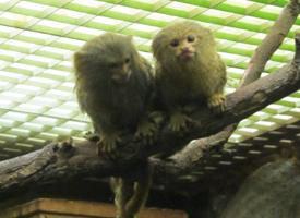 Fotó: Western pygmy marmoset