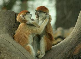 Fotó: Common patas monkey