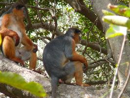 Fotó: Western red colobus