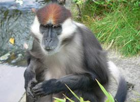 Fotó: Collared mangabey