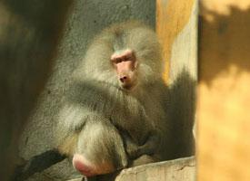 Fotó: Hamadryas baboon