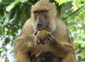 Fotó: Yellow baboon