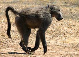 Fotó: Chacma baboon