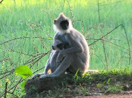 Fotó: Northern plains gray langur