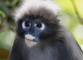 Fotó: Dusky leaf monkey