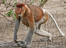 Fotó: Proboscis monkey