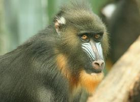 Fotó: Mandrill