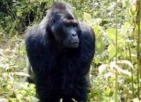 Fotó: Eastern gorilla