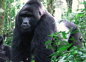 Fotó: Mountain gorilla