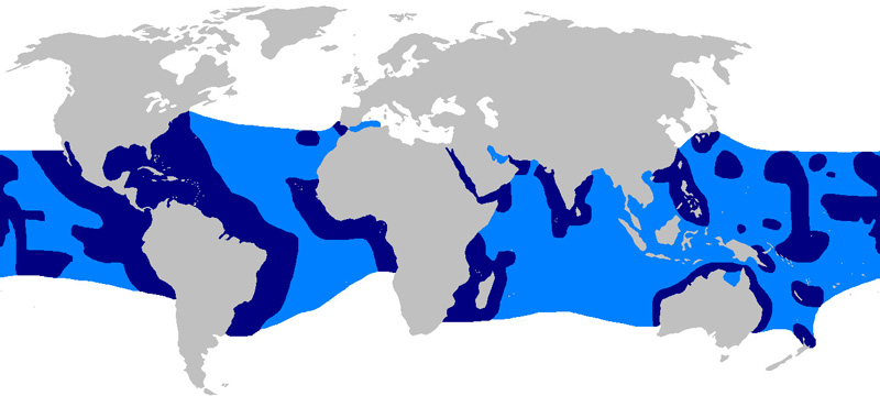 Fotó: Silky shark - előfordulás