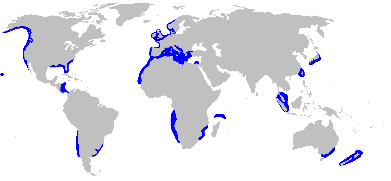 Fotó: Bluntnose sixgill shark - előfordulás