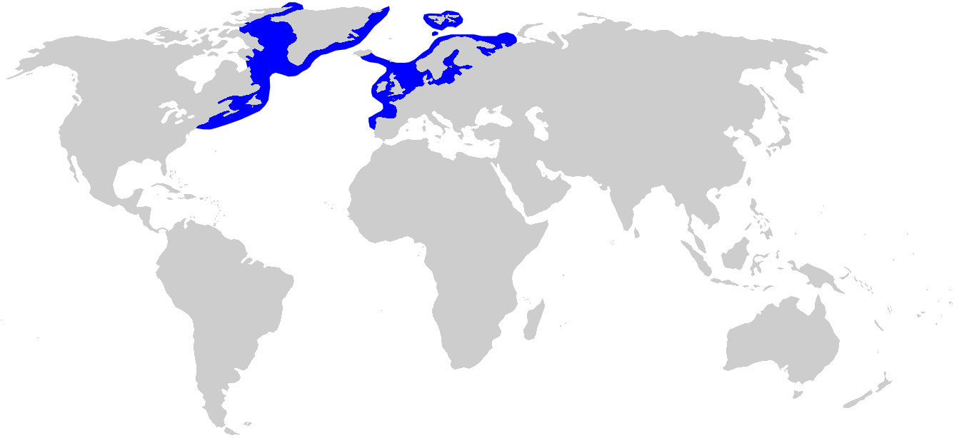 Fotó: Greenland shark - előfordulás