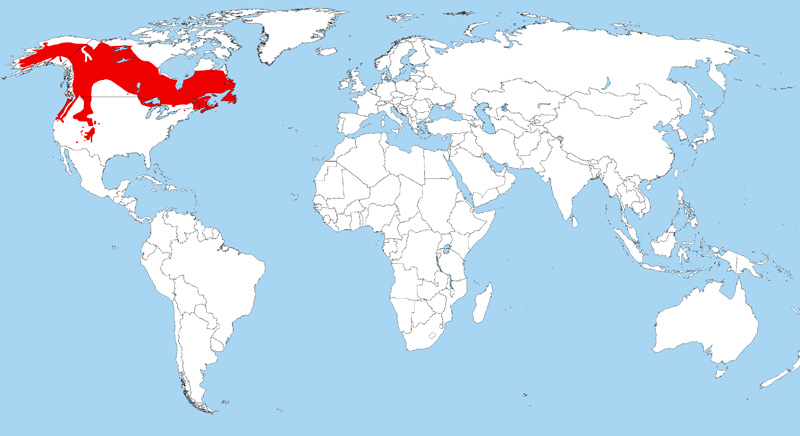 Fotó: Canada jay - előfordulás