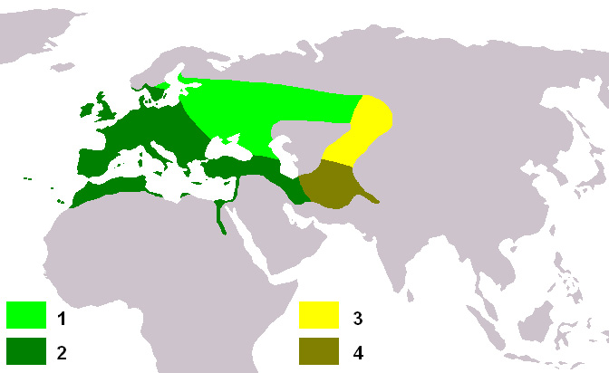 Fotó: European goldfinch - előfordulás