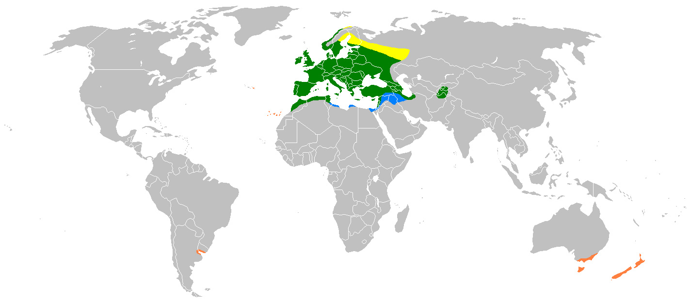 Fotó: European greenfinch - előfordulás