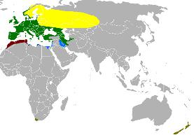 Fotó: Eurasian chaffinch - előfordulás