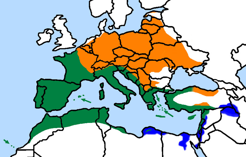 Fotó: European serin - előfordulás