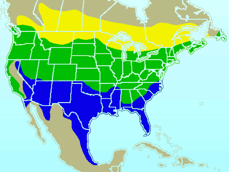 Fotó: American goldfinch - előfordulás