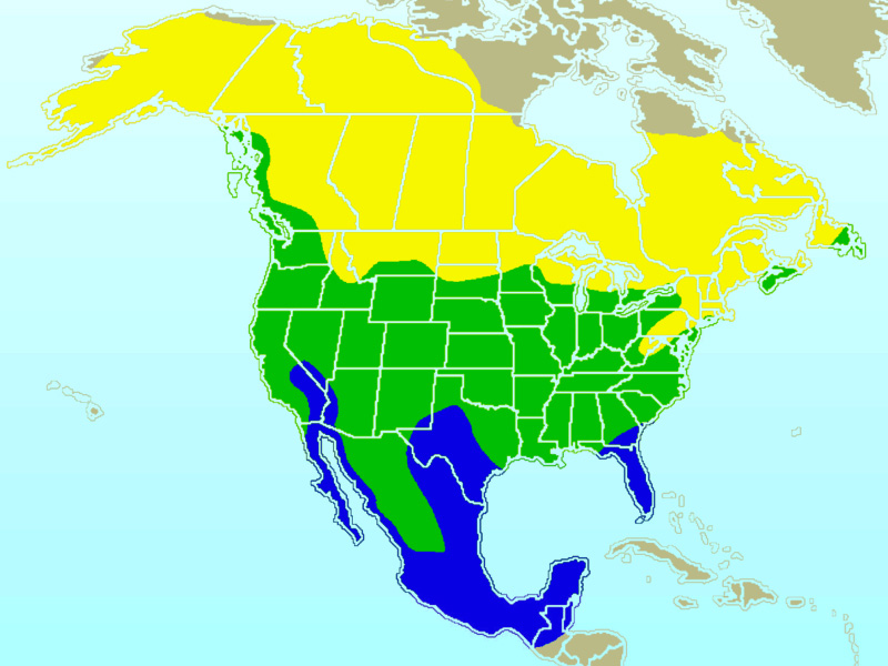 Fotó: American robin - előfordulás