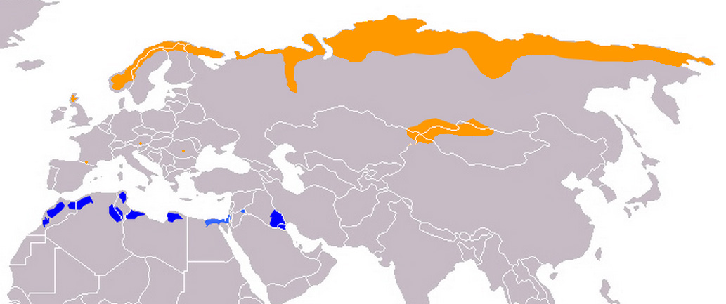 Fotó: Eurasian dotterel - előfordulás